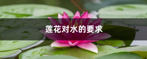 莲花对水的要求，莲花淋雨会死吗