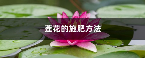 莲花的施肥方法，莲花不施肥行吗