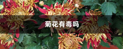 菊花有毒吗