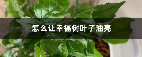 怎么让幸福树叶子油亮，叶子能喷水吗