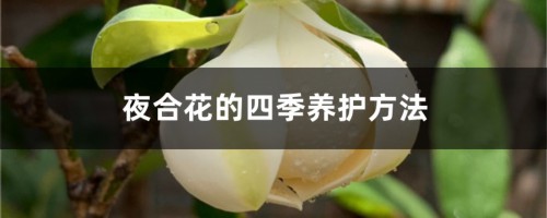 夜合花的四季养护方法